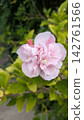 The pale pink double-flowered hibiscus blossoms stand out against the summer sky. 142761566