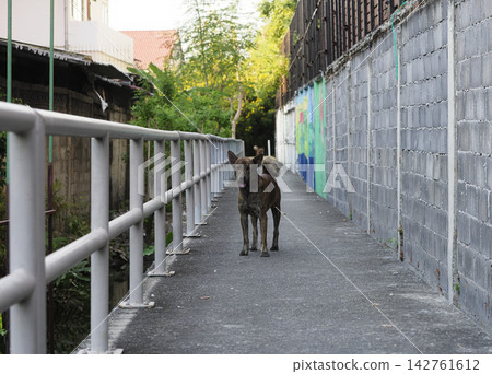 Dog standing on urban walkway beside concrete wall and metal railing Dog standing on urban walkway beside concrete wall and metal railing 142761612