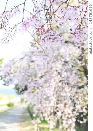 垂枝櫻花樹小徑 垂枝櫻花樹小徑 142761656