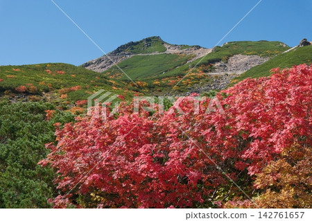 The clear autumn sky and the vibrant autumn leaves of the Japanese rowan trees stand out beautifully against the mountainside. The clear autumn sky and the vibrant autumn leaves of the Japanese rowan trees stand out beautifully against the mountainside. 142761657