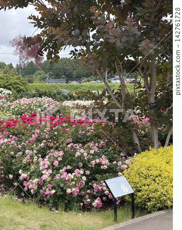 五月陽光燦爛的日子裡的玫瑰園 五月陽光燦爛的日子裡的玫瑰園 142761728