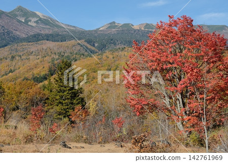 在秋高氣爽的乘鞍高原,一棵秋葉絢麗的樹木格外引人注目,山坡上覆蓋著一片金黃的落葉林。 在秋高氣爽的乘鞍高原,一棵秋葉絢麗的樹木格外引人注目,山坡上覆蓋著一片金黃的落葉林。 142761969