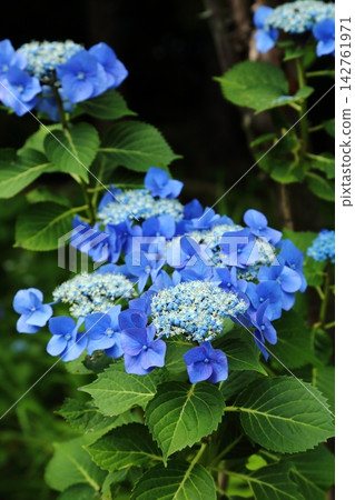 依光寺的藍色繡球花 依光寺的藍色繡球花 142761971