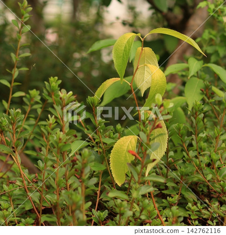 Yellowing Leaves Showing the Beginning of Autumn 142762116