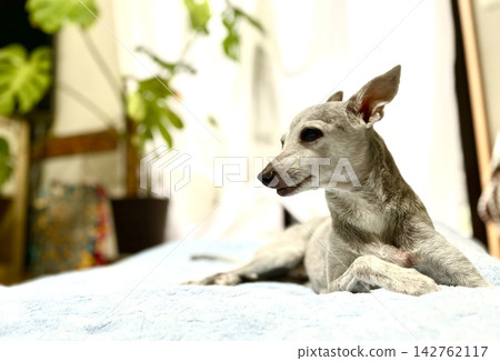 一隻年長的義大利靈緹犬在客廳放鬆休息。 一隻年長的義大利靈緹犬在客廳放鬆休息。 142762117