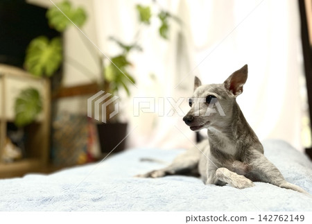 一隻年長的義大利靈緹犬在客廳放鬆休息。 一隻年長的義大利靈緹犬在客廳放鬆休息。 142762149
