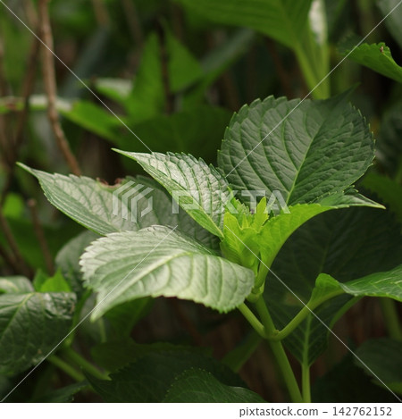Fresh Young Leaves Emerging from Green Foliage Fresh Young Leaves Emerging from Green Foliage 142762152