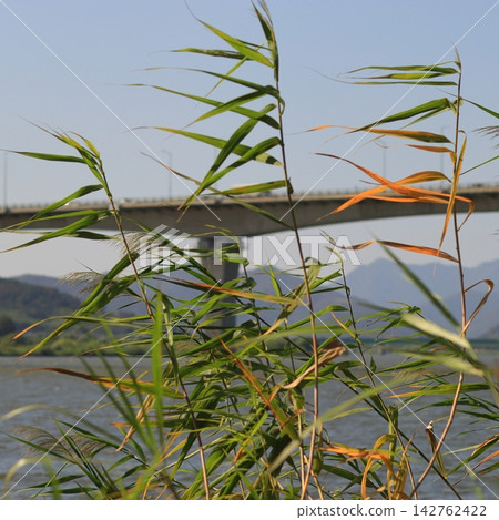 Windblown Reeds by the River 142762422