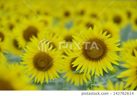 說到夏天的向日葵 說到夏天的向日葵 142762614