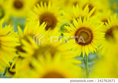 Speaking of summer sunflower Speaking of summer sunflower 142762671