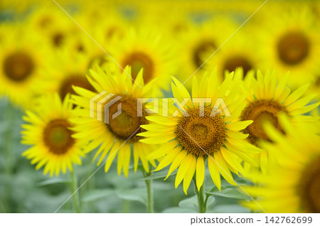 Speaking of summer sunflower Speaking of summer sunflower 142762699
