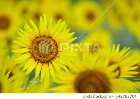 Speaking of summer sunflower Speaking of summer sunflower 142762704