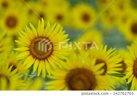 Speaking of summer sunflower Speaking of summer sunflower 142762705