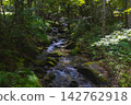 Clear current flowing through the forest 142762918