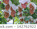 grapes on the grape trellis 142762922