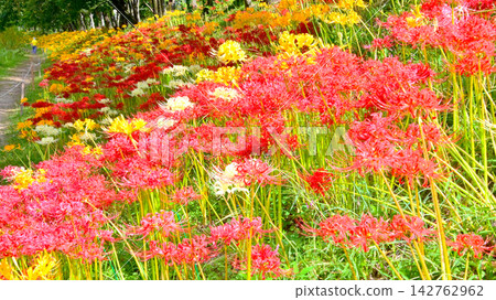 Colorful and beautiful spider lilies Colorful and beautiful spider lilies 142762962