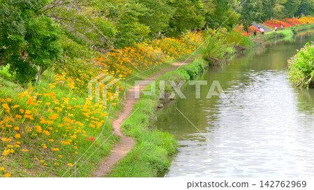 Yellow spider lilies in Hattanda Park Yellow spider lilies in Hattanda Park 142762969