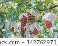 A bell of sweet potato at the beginning of ripening 142762971