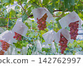 A bell of sweet potato at the beginning of ripening 142762997
