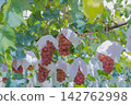 Autumn vineyards and red berries 142762998