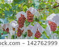 A bell of sweet potato at the beginning of ripening 142762999