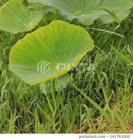 Large Green Lotus Leaf in a Wetland Large Green Lotus Leaf in a Wetland 142763000
