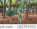 Cactus plant in pine tree forest 142763052