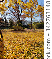 Golden ginkgo leaves and fallen leaves spread across the park in autumn. 142763148