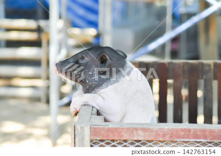 Miniature pig, Porcula salvania or Pot bellied pig or Pygmy hog or Sus salvanius or Sus scrofa domesticus or baby pig Miniature pig, Porcula salvania or Pot bellied pig or Pygmy hog or Sus salvanius or Sus scrofa domesticus or baby pig 142763154