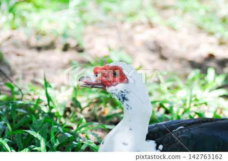 Muscovy Duck or white and black duck Muscovy Duck or white and black duck 142763162