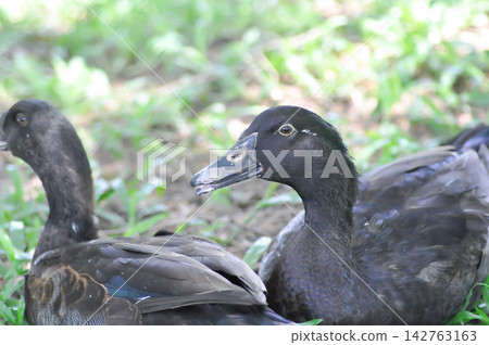 Cayuga duck or black duck 142763163