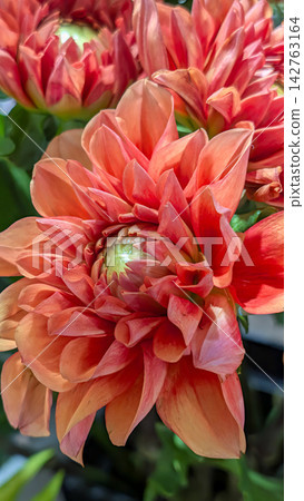 紅色大麗花花 紅色大麗花花 142763164