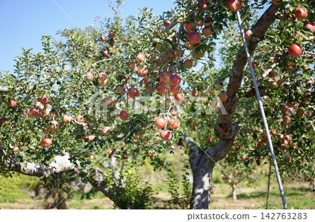 一棵結滿紅蘋果的樹 一棵結滿紅蘋果的樹 142763283
