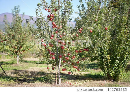 一棵結滿紅蘋果的樹 一棵結滿紅蘋果的樹 142763285