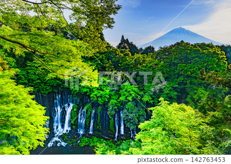 A refreshing and beautiful image of the Shiraito Falls, captured with a slow shutter speed from the observation deck amidst the fresh greenery, with Mount Fuji positioned to the upper right. 142763453