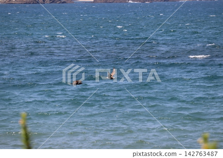 The sight of wild birds flying over the sea. The sight of wild birds flying over the sea. 142763487