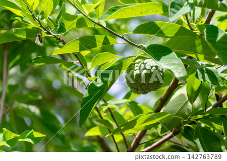 Fresh green sugar apple fruit growing naturally leafy tropical tree bright sunlight showing healthy orchard produce tropical agriculture Fresh green sugar apple fruit growing naturally leafy tropical tree bright sunlight showing healthy orchard produce tropical agriculture 142763789