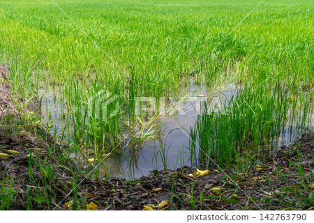 Lush green rice plants growing flooded paddy field irrigation water showing tropical agriculture crop cultivation rural farming landscape Lush green rice plants growing flooded paddy field irrigation water showing tropical agriculture crop cultivation rural farming landscape 142763790