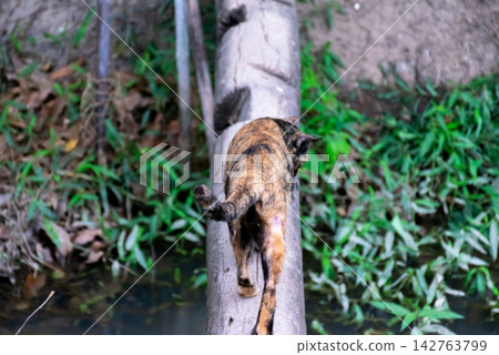 Domestic cat walking carefully along narrow wooden bridge above small waterway surrounded by lush green vegetation tropical outdoor environment 142763799