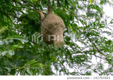 Small weaver bird perched beside woven hanging nest among lush green tree branches showing natural nesting behavior intricate nest construction the wild 142763801