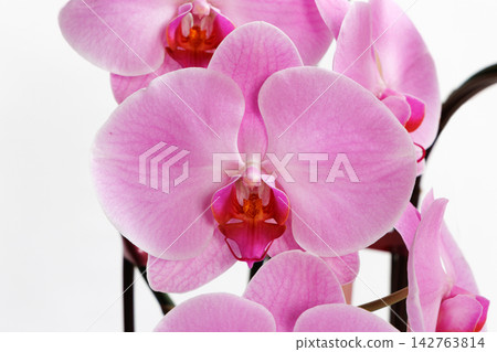 桃紅色顏色蝴蝶蘭花 桃紅色顏色蝴蝶蘭花 142763814
