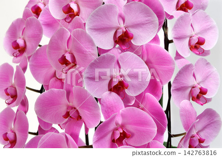 Pink color butterfly orchid Pink color butterfly orchid 142763816