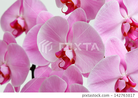 桃紅色顏色蝴蝶蘭花 桃紅色顏色蝴蝶蘭花 142763817