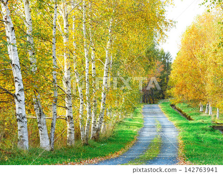 The autumn scenery of Biei, Hokkaido, with its beautiful rows of birch trees displaying their autumn colors. The autumn scenery of Biei, Hokkaido, with its beautiful rows of birch trees displaying their autumn colors. 142763941
