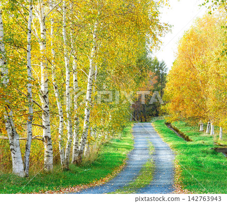 The autumn scenery of Biei, Hokkaido, with its beautiful rows of birch trees displaying their autumn colors. The autumn scenery of Biei, Hokkaido, with its beautiful rows of birch trees displaying their autumn colors. 142763943