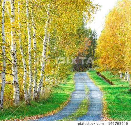 The autumn scenery of Biei, Hokkaido, with its beautiful rows of birch trees displaying their autumn colors. 142763946