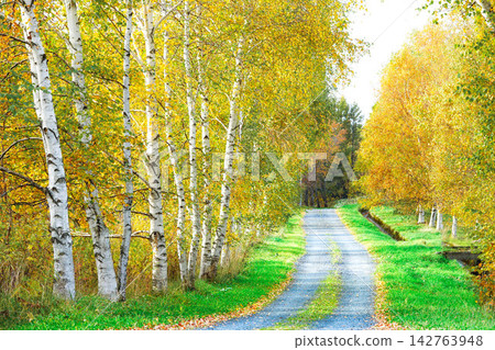 The autumn scenery of Biei, Hokkaido, with its beautiful rows of birch trees displaying their autumn colors. The autumn scenery of Biei, Hokkaido, with its beautiful rows of birch trees displaying their autumn colors. 142763948