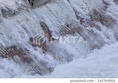 鮭魚逆流跳躍 鮭魚逆流跳躍 142764008
