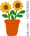 Sunflowers in Pot 142764062