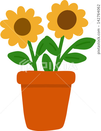 Sunflowers in Pot Sunflowers in Pot 142764062